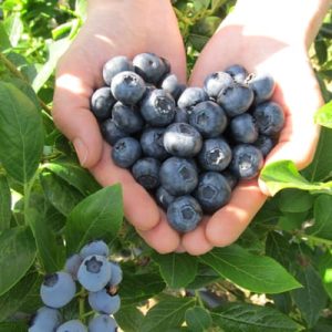 Gói 30  hạt giống Việt Quất