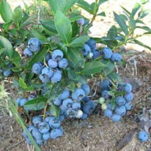 Gói 30  hạt giống Việt Quất