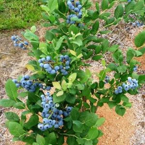 Gói 30  hạt giống Việt Quất