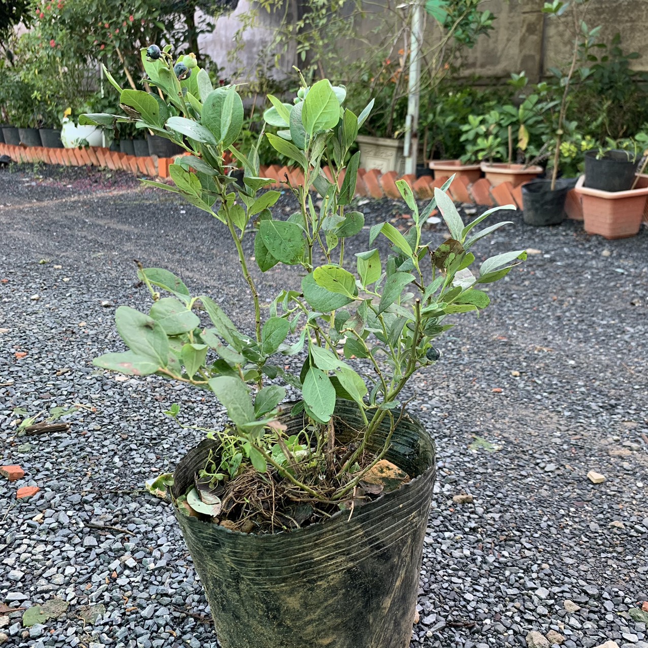 viet-quat-dang-trai-3-d83d5b5c-0d5a-4476-88c0-8949b0bb23c8