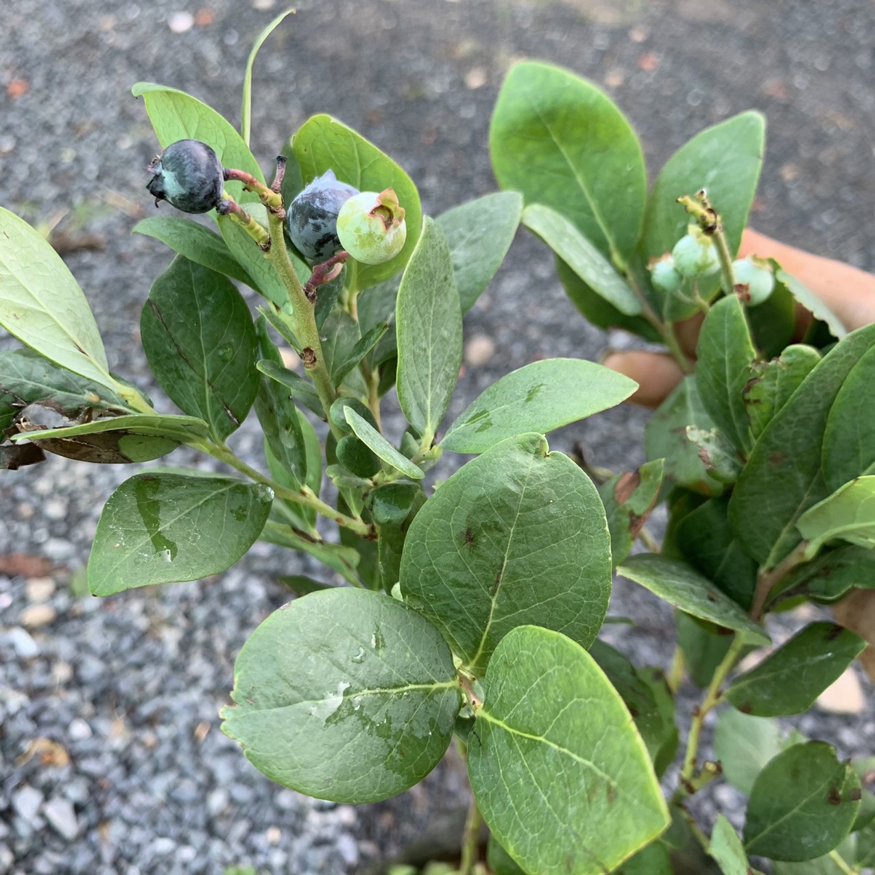 viet-quat-dang-trai-4