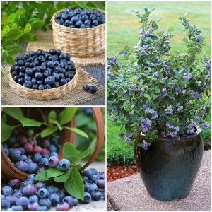 Cây Việt Quất tứ quý (Blueberry) trưởng thành, ra trái 4 mùa quanh năm - giống siêu trái, cao 40-60cm