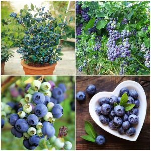 Cây Việt Quất tứ quý (Blueberry) trưởng thành, ra trái 4 mùa quanh năm - giống siêu trái, cao 40-60cm