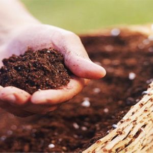 Vỏ cà phê qua xử lý (túi 2dm3)