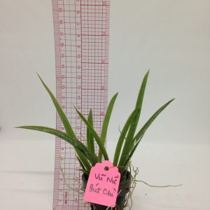 Vũ Nữ Bút Chì - giao cây như hình - màu ngẫu nhiên - Cây to sắp hoa