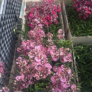 Vũ Nữ Bút Chì - giao cây như hình - màu ngẫu nhiên - Cây to sắp hoa