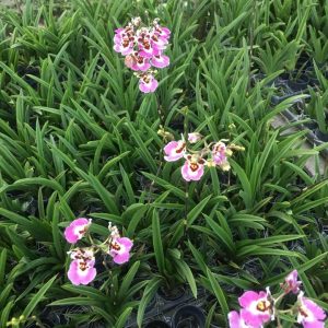 Vũ Nữ Bút Chì - giao cây như hình - màu ngẫu nhiên - Cây to sắp hoa