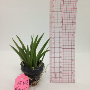 Vũ Nữ Bút Chì - giao cây như hình - màu ngẫu nhiên - Cây to sắp hoa