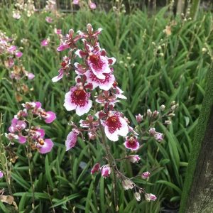 Vũ Nữ Bút Chì - giao cây như hình - màu ngẫu nhiên - Cây to sắp hoa