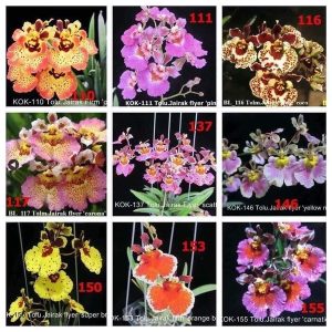 Vũ Nữ Bút Chì - giao cây như hình - màu ngẫu nhiên - Cây to sắp hoa