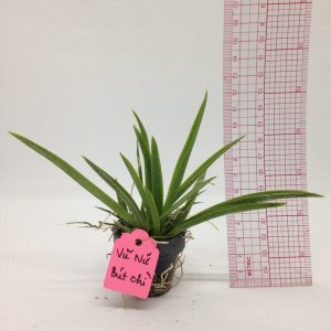 Vũ Nữ Bút Chì - giao cây như hình - màu ngẫu nhiên - Cây to sắp hoa