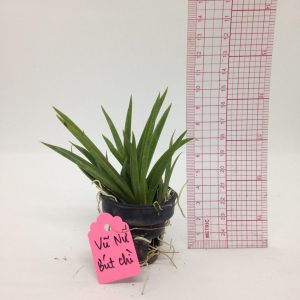 Vũ Nữ Bút Chì - giao cây như hình - màu ngẫu nhiên - Cây to sắp hoa