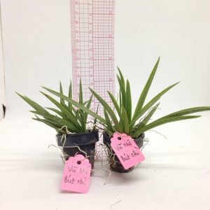 Vũ Nữ Bút Chì - giao cây như hình - màu ngẫu nhiên - Cây to sắp hoa