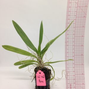 Vũ Nữ Peru - giao cây như hình - Hàng hoa Tết nguyên đán - Cây to sắp hoa