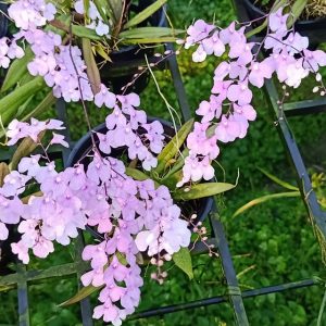 Vũ Nữ Peru - Hàng hoa Tết nguyên đán - cây to ĐÃ CÓ NGỒNG - giao cây như hình