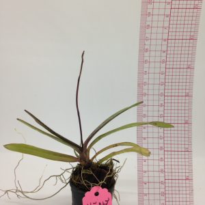 Vũ Nữ Peru - giao cây như hình - Hàng hoa Tết nguyên đán - Cây to sắp hoa