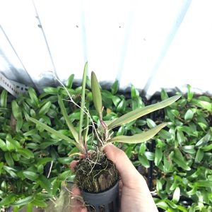 Vũ Nữ Peru - Hàng hoa Tết nguyên đán - cây to ĐÃ CÓ NGỒNG - giao cây như hình