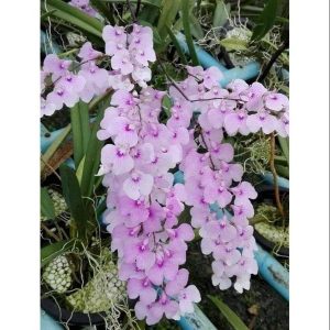 Vũ Nữ Peru - giao cây như hình - Hàng hoa Tết nguyên đán - Cây to sắp hoa