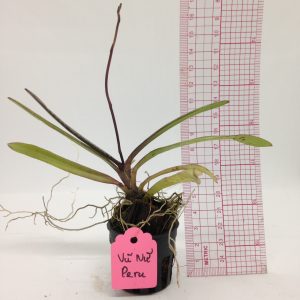 Vũ Nữ Peru - giao cây như hình - Hàng hoa Tết nguyên đán - Cây to sắp hoa