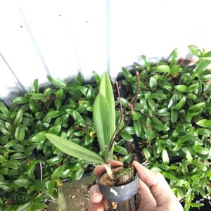 Vũ Nữ Peru - Hàng hoa Tết nguyên đán - cây to ĐÃ CÓ NGỒNG - giao cây như hình