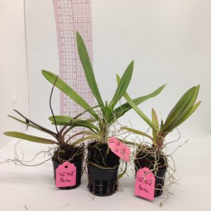 Vũ Nữ Peru - Hàng hoa Tết nguyên đán - cây to ĐÃ CÓ NGỒNG - giao cây như hình