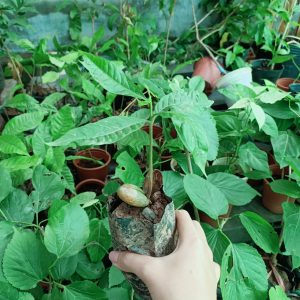 [Cây giống] Vú sữa hoàng kim - Vú sữa Vàng Đài Loan giống chuẩn