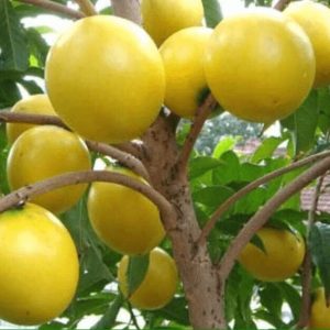 [Cây giống] Vú sữa hoàng kim - Vú sữa Vàng Đài Loan giống chuẩn