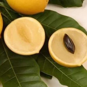 [Cây giống] Vú sữa hoàng kim - Vú sữa Vàng Đài Loan giống chuẩn Size trung