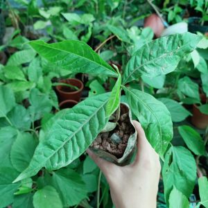 [Cây giống] Vú sữa hoàng kim - Vú sữa Vàng Đài Loan giống chuẩn