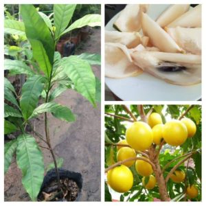 [Cây giống] Vú sữa hoàng kim - Vú sữa Vàng Đài Loan giống chuẩn Size trung