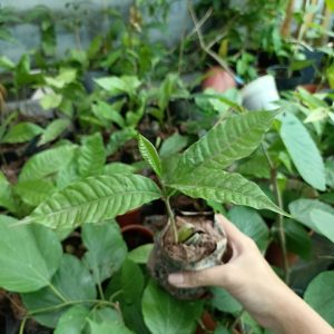 [Cây giống] Vú sữa hoàng kim - Vú sữa Vàng Đài Loan giống chuẩn