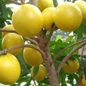 [Cây giống] Vú sữa hoàng kim - Vú sữa Vàng Đài Loan giống chuẩn