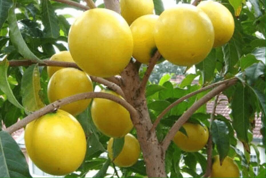 [Cây giống] Vú sữa hoàng kim - Vú sữa Vàng Đài Loan giống chuẩn