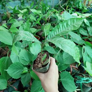 [Cây giống] Vú sữa hoàng kim - Vú sữa Vàng Đài Loan giống chuẩn