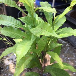 [Cây giống] Vú sữa hoàng kim - Vú sữa Vàng Đài Loan giống chuẩn Size trung