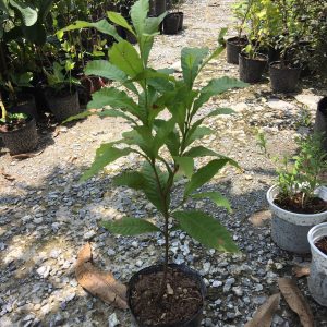 [Cây giống] Vú sữa hoàng kim - Vú sữa Vàng Đài Loan giống chuẩn Size trung