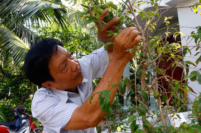 vuon-nho-tan-go-cu-lao-tan-loc-4-4 Độc đáo vườn nho thân gỗ của thầy giáo ở Cần Thơ