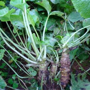 Gói 50 hạt giống củ mù tạt wasabi Nhật Bản - Wasabi Japanese Horseradish Vegetable