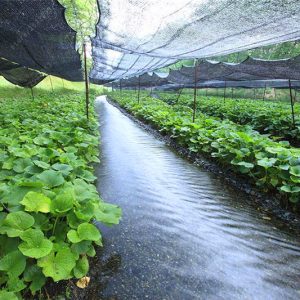 Gói 50 hạt giống củ mù tạt wasabi Nhật Bản - Wasabi Japanese Horseradish Vegetable