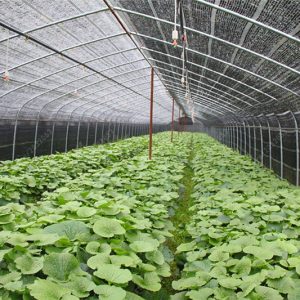 Gói 50 hạt giống củ mù tạt wasabi Nhật Bản - Wasabi Japanese Horseradish Vegetable