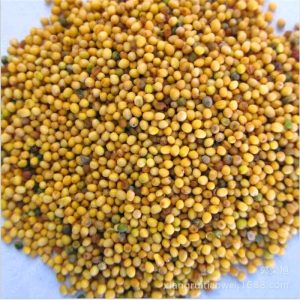 Gói 50 hạt giống củ mù tạt wasabi Nhật Bản - Wasabi Japanese Horseradish Vegetable