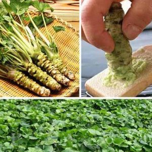 Gói 50 hạt giống củ mù tạt wasabi Nhật Bản - Wasabi Japanese Horseradish Vegetable