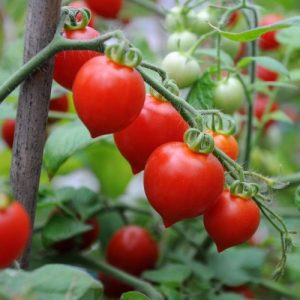 Gói 0.5GR hạt giống Cà Chua Trái Tim Đỏ