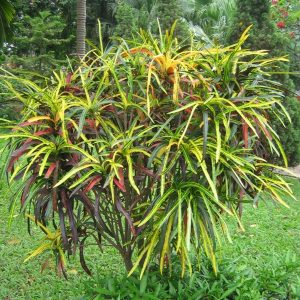 Cây giống cô tòng đuôi lươn (cây lá màu) - CayGiongTot