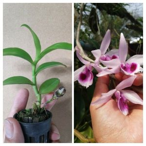 [Giống hiếm] Lan Giả Hạc Hòn Hèo Nha Trang hoa to đẹp rất thơm - Cây giống năm 2 khoẻ mạnh 10 cm