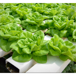 Gói 2g hạt giống xà lách búp