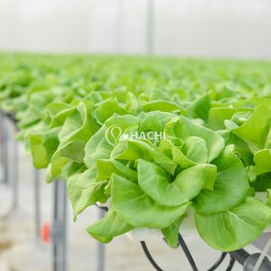 Gói 2g hạt giống xà lách búp