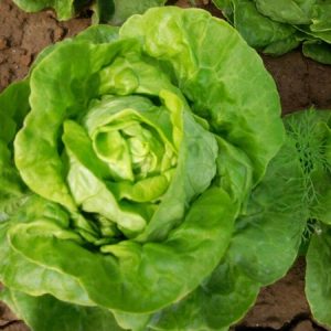 Gói 2g hạt giống xà lách búp