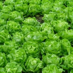 Gói 2g hạt giống xà lách búp