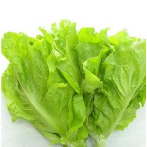 Gói 10g hạt giống xà lách Dún Vàng cao sản